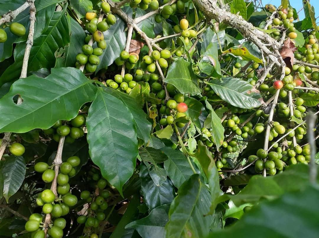 La richesse agricole de Lamontagne : le café